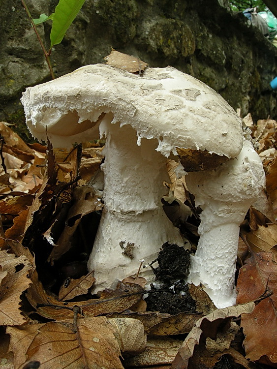 Amanita sp.